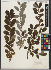 Foto von Salix aurita L.